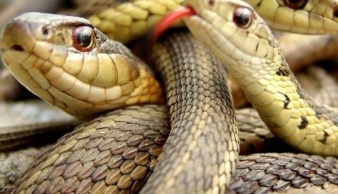 Polícia encontra 120 cobras vivas em ônibus no Vietnã  