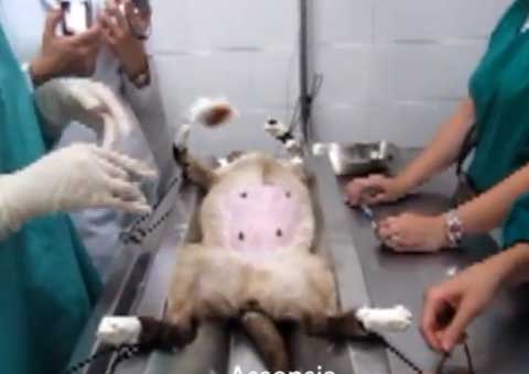 Cesária de gata em Manaus já passa de 1 milhão de acessos