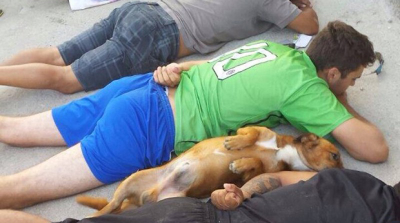 Ao receber ordem, cachorro se deita ao lado de suspeitos em abordagem policial 