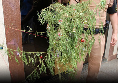 Polícia flagra árvore de natal feita com pé de maconha