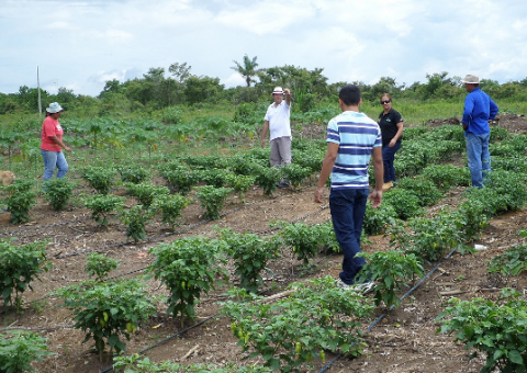Agricultores se preparam para a transição agroecológica
