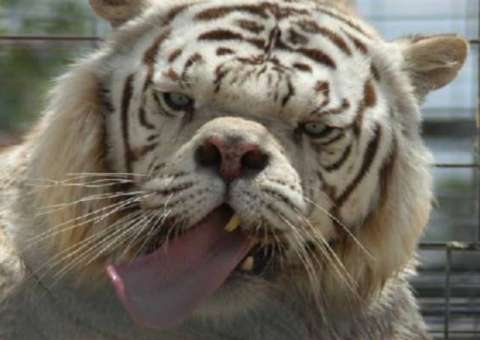 Conheça o Tigre Branco que nasceu com Síndrome de Down