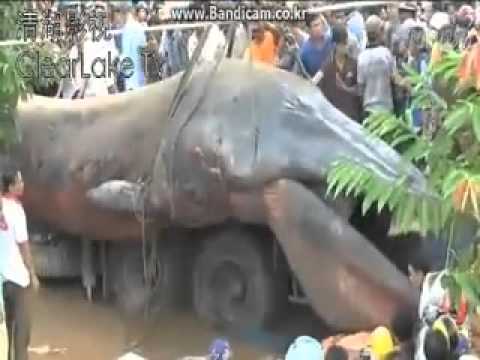 Criatura marinha misteriosa é encontrada na costa do Vietnã