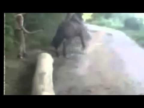 Rapaz bate em cavalo e leva coice impressionante