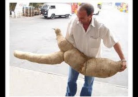 Homem usa mandioca como vibrador e foi parar no hospital