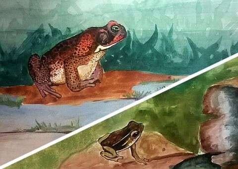 Museu vai disponibilizar Trilha dos Sapos