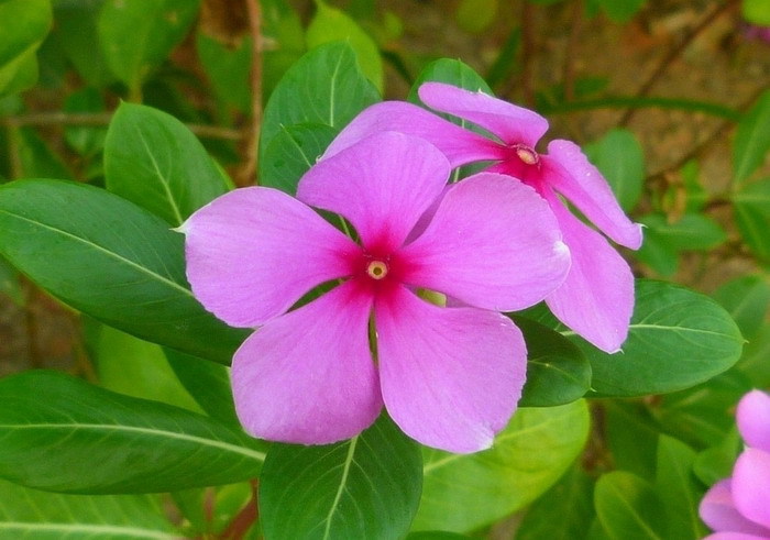 1-pacote-de-20-semente-de-flor-semente-pervinca-de-madagascar.jpg