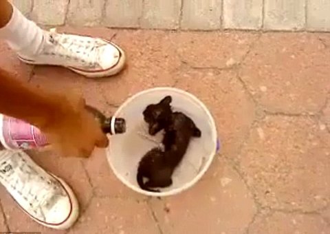 Vídeo de gatinho sendo incendiado causa polêmica no Facebook