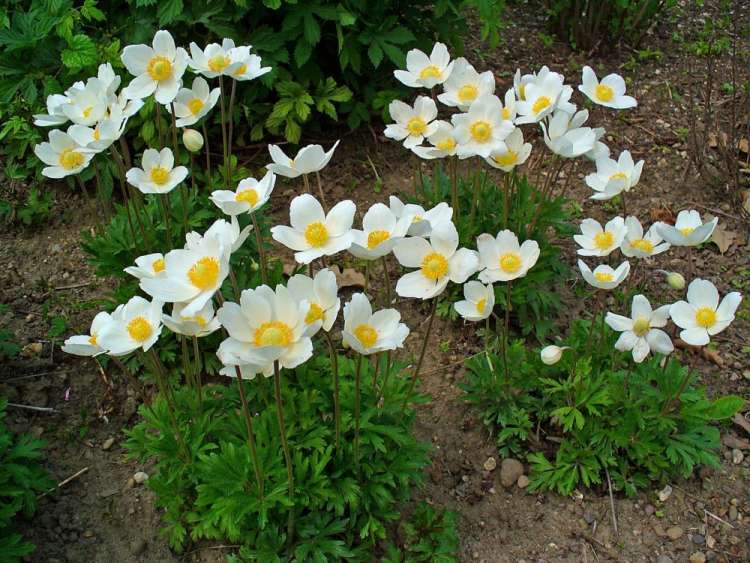1009-anemone-sylvestris.jpg
