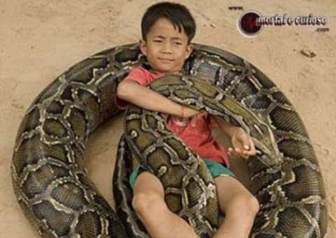 O cachorro deixou de ser o melhor amigo do homem