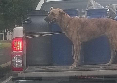 Motorista é flagrado transportando cachorro sem proteção em Manaus