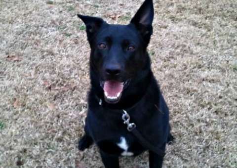 Cachorro da Polícia é demitido por ser "preguiçoso"