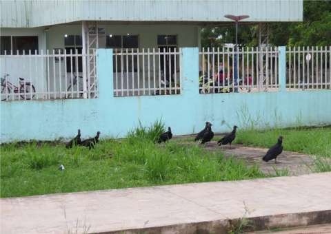 Hospital de Carauari convive com os urubus e o abandono
