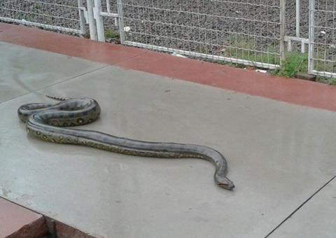 Vídeo mostra "Anaconda" próximo da Arena da Amazônia