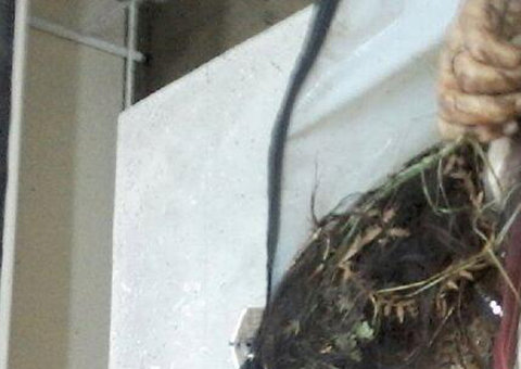 Adolescente é estuprada e morta em Borba