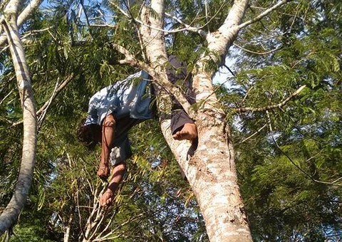Trabalhador acaba eletrocutado enquanto podava árvores