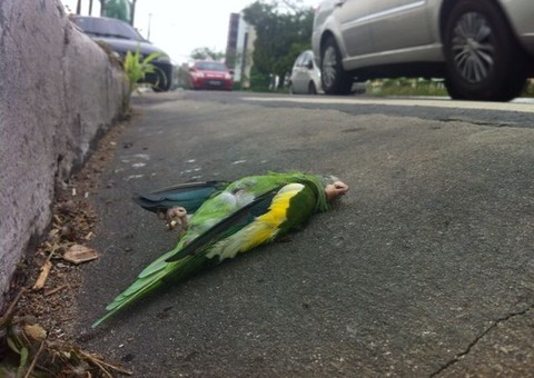 Avenida de Manaus está coberta de periquitos mortos