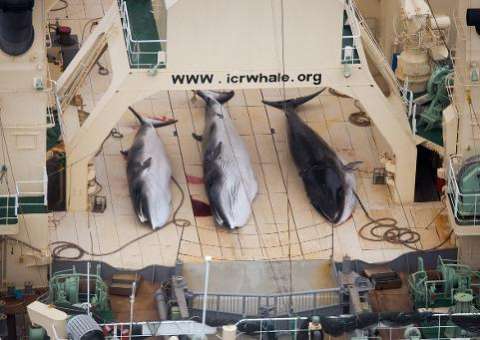 Japão matou 251 baleias na última campanha na Antártica
