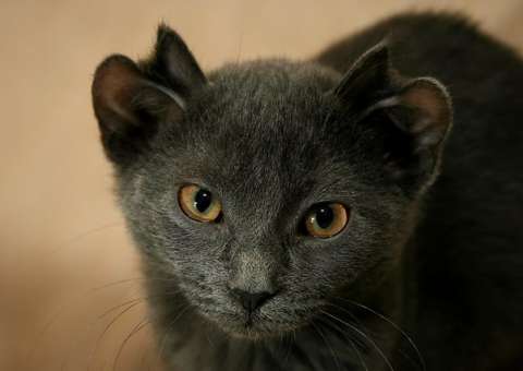 Gatinho nasceu com 4 orelhas