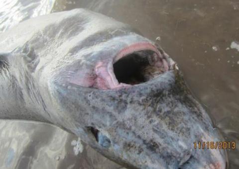 Tubarão que se engasgou com alce é salvo por dois homens no Canadá 