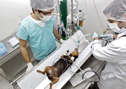 SP terá 2.º hospital público para cães e gatos