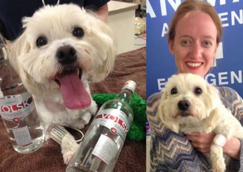 Cachorro é salvo da morte por tomar porre de vodka