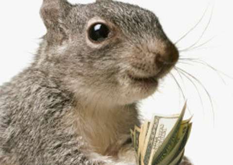 Esquilo fora de controle causa prejuízo de R$700 mil em construção