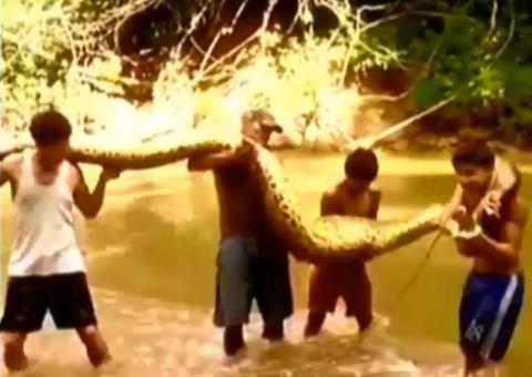 Vídeo: jovens capturam e matam cobra de 12 metros em rio no Peru