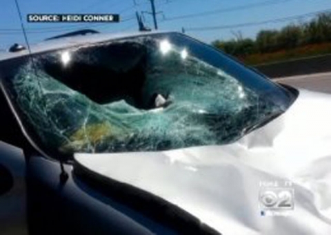 Família quase morre após ser atingida por veado que "caiu do céu"