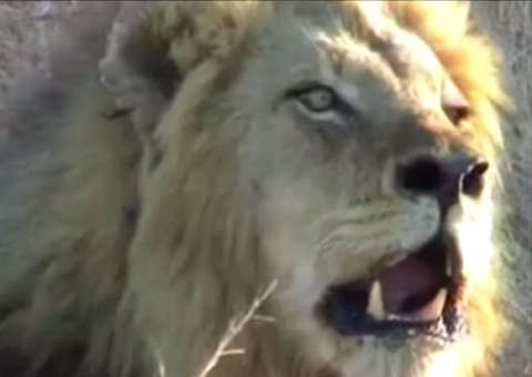 As 5 criaturas mais mortais do mundo