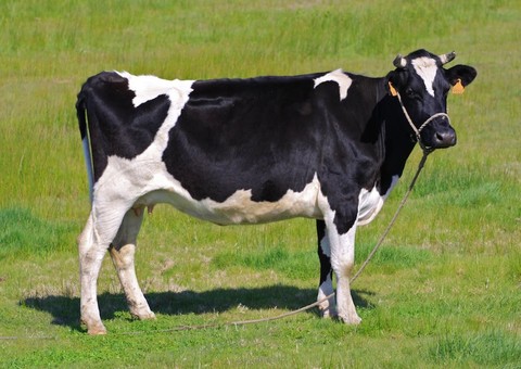 Noivo rouba vaca para servir carne no casamento