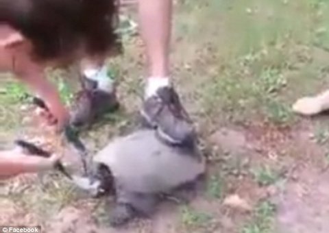 Americana posta vídeo em que irmão decepa cabeça de tartaruga viva