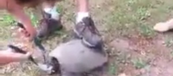 Americana posta vídeo em que irmão decepa cabeça de tartaruga viva