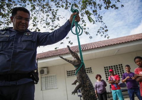 Jacaré aparece no estacionamento do Tribunal de Justiça do Amazonas e  assusta magistrados