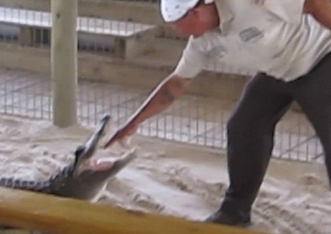 Vídeo mostra funcionário de zoológico tendo a mão abocanhada por jacaré na frente de crianças