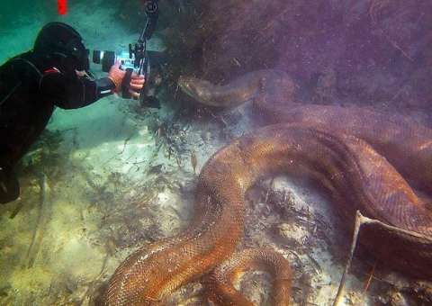 Sucuri fotografada embaixo d’água no Mato Grosso do Sul