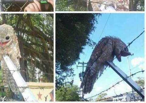 Pássaro bizarro e um tanto assustador encontrado na Venezuela