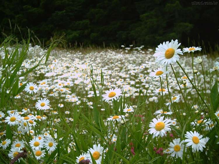 162889_papel-de-parede-campo-de-margaridas-162889_1920x1440.jpg