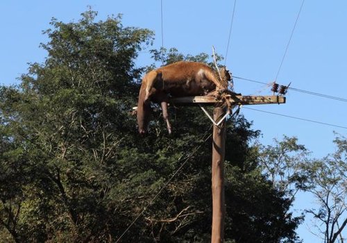 Vaca é arrastada por chuva e fica presa em poste no RS