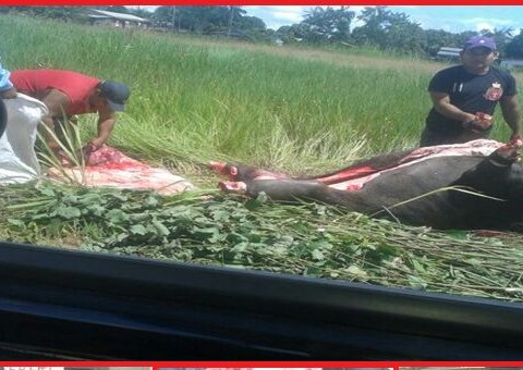 Populares são flagrados esquartejando boi em via pública de Lábrea