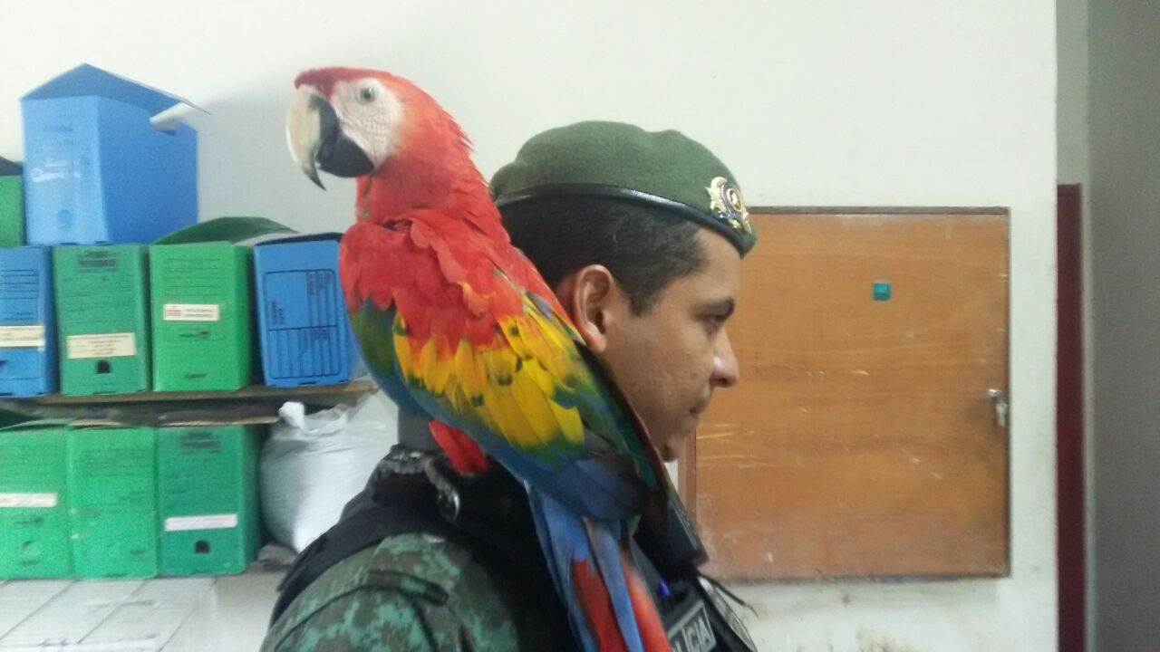  Arara vermelha é resgatada no Nova Cidade pelo Batalhão Ambiental