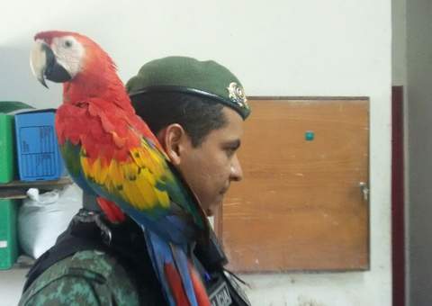  Arara vermelha é resgatada no Nova Cidade pelo Batalhão Ambiental