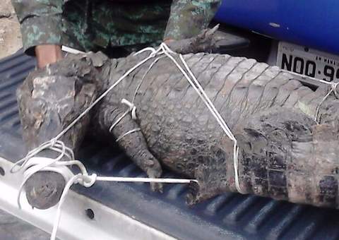 Jacaré de 2 metros que quase atacou criança é resgatado
