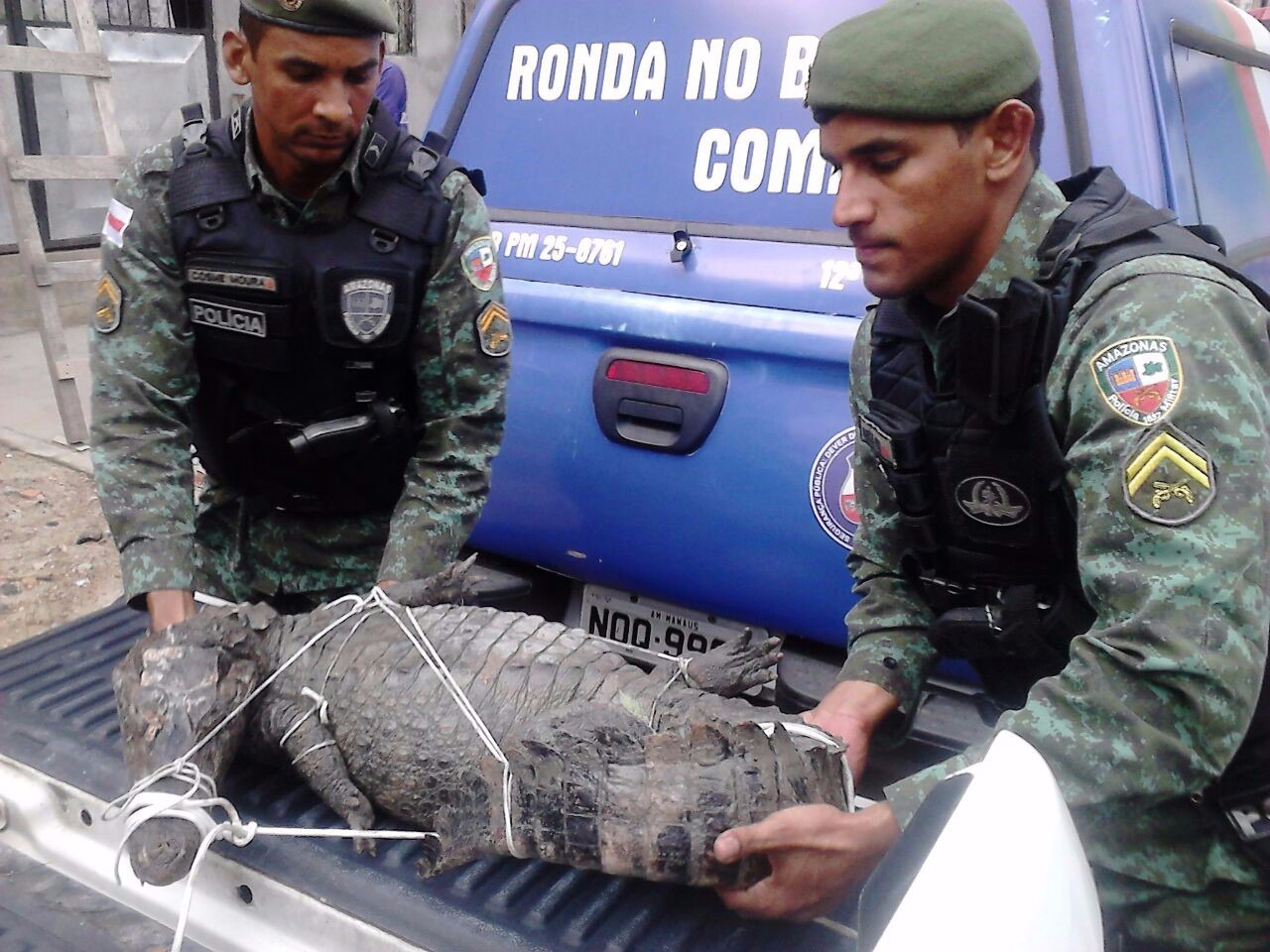 Jacaré de 2 metros que quase atacou criança é resgatado