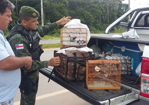  Batalhão Ambiental flagra homens transportando aves silvestres ilegalmente
