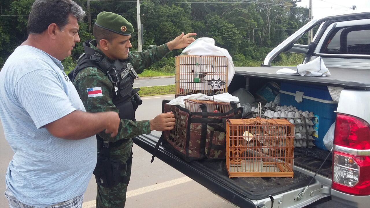  Batalhão Ambiental flagra homens transportando aves silvestres ilegalmente