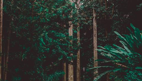 Bosque Rodrigues Alves, em Belém, celebra 143 anos com programação especial a partir deste sábado