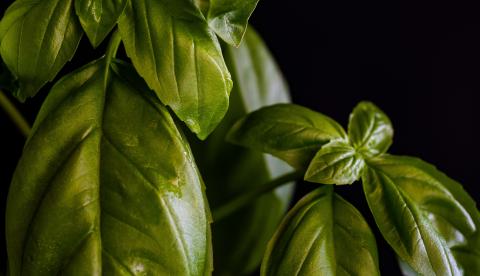 O óleo extraído das sementes da andiroba é um dos produtos florestais mais vendidos nas feiras do Amazonas
