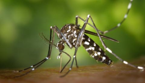 Agentes de saúde atuam no combate à dengue