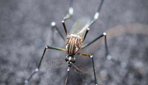 Agente de combate a endemias instala armadilha para monitorar o mosquito Aedes aegypti